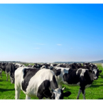 Farmland Dairies Auction Could Raise Over $10 Million