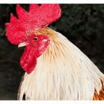 Golden Rooster Sells for Over 200k at Auction