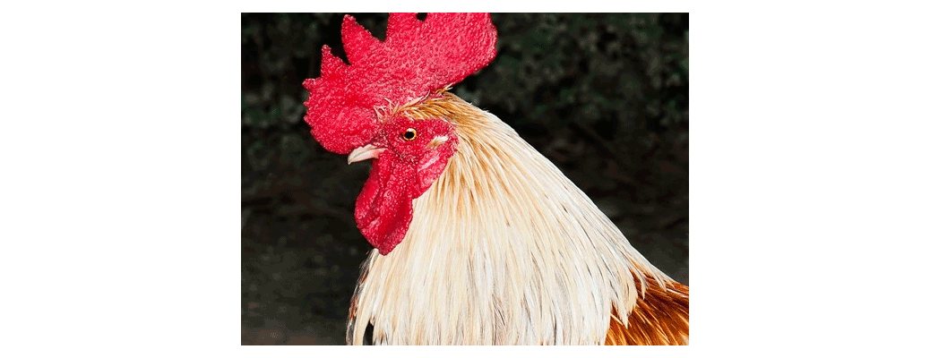 A golden rooster has auctioned for over $200,000 in Nevada.