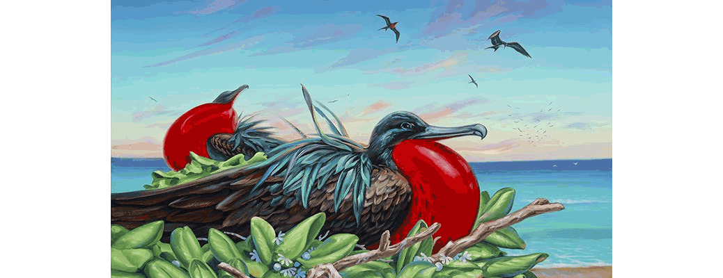 Iwa Roost By Patrick Ching - frigate birds build their nests